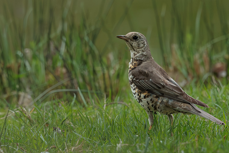 Male Mistle thrush 